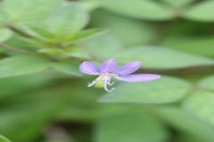 Cleome rutidosperma